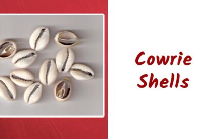 Cowrie Shells