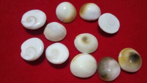 Gomti Chakra all Information with its Uses and Benefits